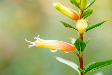close-up of yellow flower