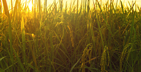 Fototapeta premium Rice fields with sunset.