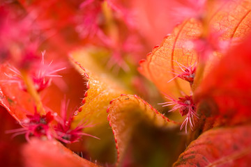 Acalypha wilkesiana, Copper leaf