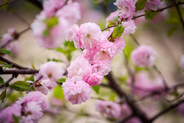 Lovely and romantic blooms of the Tea rose,  Wild rose, Pink roses in the garden