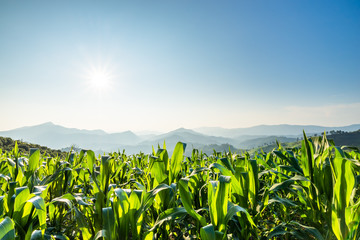 Corn field and blue sky