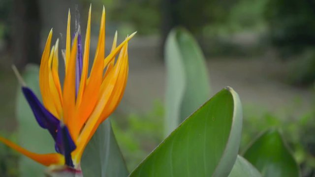 Strelitzia/ fiore arancione