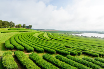 green tea field in farm