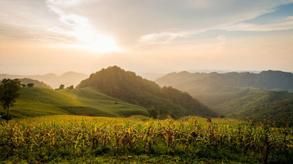 corn field and mountain on sunset landscape
