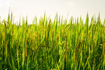 Fototapeta premium Rice field