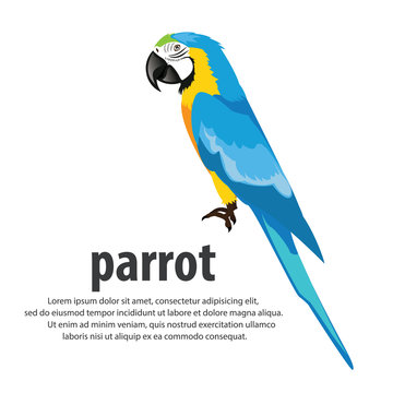 Cartoon parrots color blue . vector illustration.