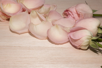 group of pink rose on wooden desk,rose flower give on valentine, copy space,rose flower have thorn