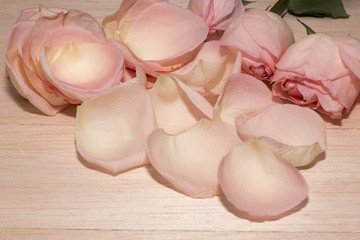 group of pink rose on wooden desk,rose flower give on valentine, copy space,rose flower have thorn