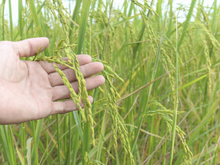 Ear of rice paddy