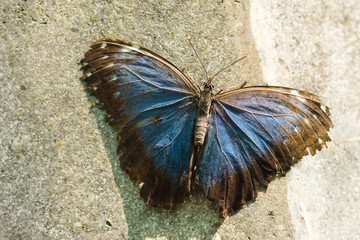 Fototapeta na wymiar Tropical butterfly Morpho peleides
