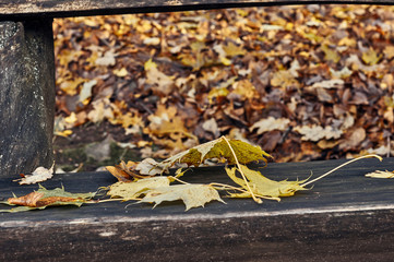 Yellow and red leaves on a bench