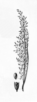 Teff (Eragrostis tef) (from Meyers Lexikon, 1895, 7/488/489)