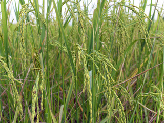 Fototapeta premium Ear of rice paddy