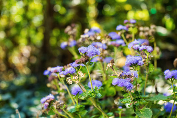 beautiful garden flowers, Purple, pink, red, cosmos flowers in the garden, spring flowers, earlier spring
