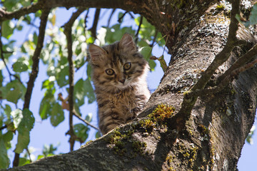 Chaton