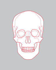 drawing skull