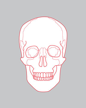 drawing skull