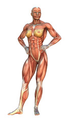 3D Rendering Muscle Maps