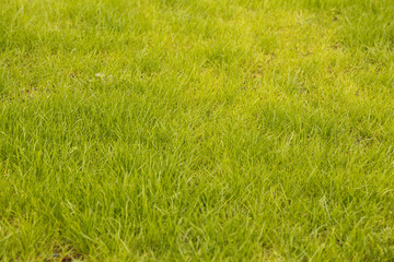 Grass land background