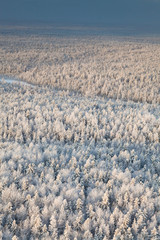 Obraz premium Winter forest with frosty trees, top view