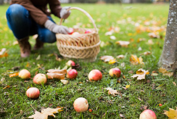 woman with basket picking apples at autumn garden