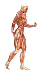 3D Rendering Muscle Maps