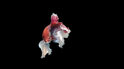 fighting, fish, thailand