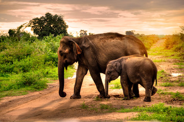 Naklejka na ściany i meble Elephant, Sri Lanka, Asia, Animal - 001