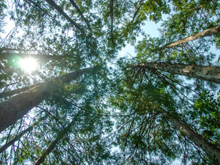 World Heritage Forest Kumano Kodo, Wakayama Prefecture, Japan, M