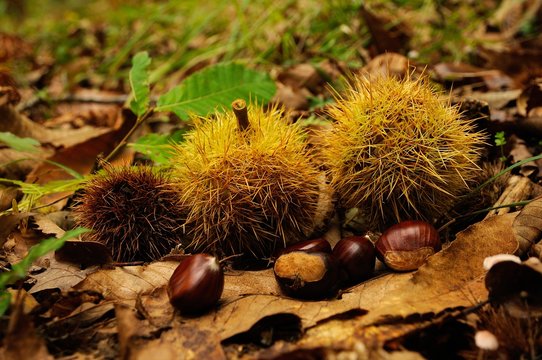 chestnuts in a forest in Tuscany, Italy. fall season.