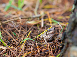 Frog in nature