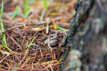 Frog in nature