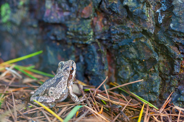 Frog in nature