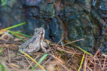 Frog in nature