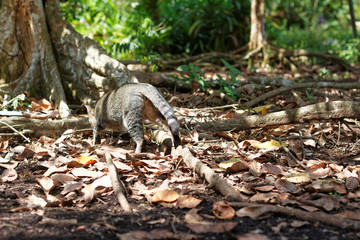 Cat looking for something around the tree in the forest with her back towards the camera.