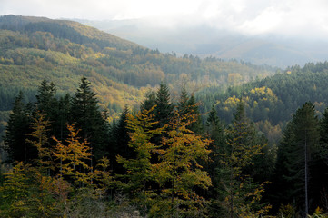 Beautiful Forest in Tuscany Mountains. Italy.