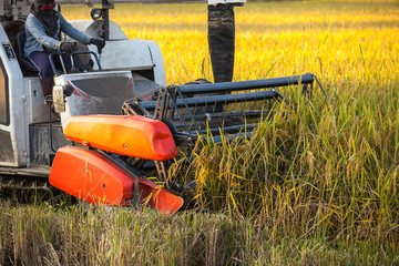 Harvesters for rice harvesting work. 