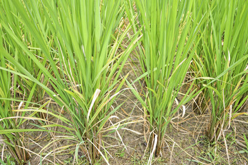 Close up of green paddy rice.