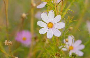 Delicate cosmos flowers at autumnal garden