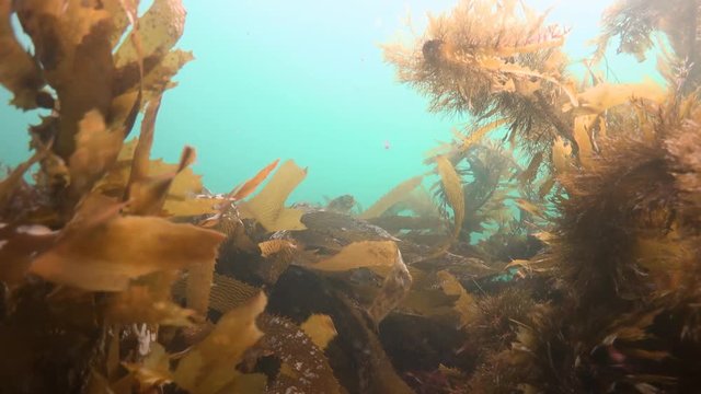 Таинственные и загадочные погружения в подводных садах ламинарий и бурых водорослей. Калифорния.