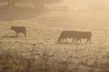 Vaches dans la brume matinale.