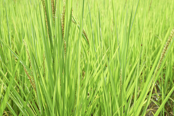 Paddy rice field in the morning background.