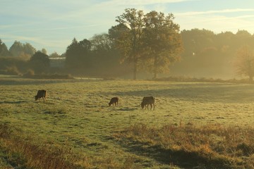 Fototapeta na wymiar Vaches dans la brume matinale.