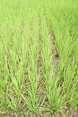 Paddy rice field.