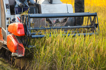 Harvesters for rice harvesting work. 