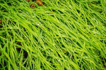 Water drops on grass, top view