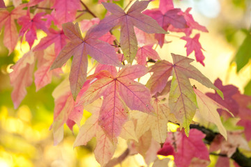 Naklejka na ściany i meble red and yellow autumn leaves