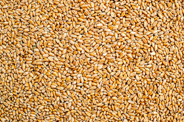 Wheat grains as agricultural background. Wheat grains texture, close up top view
