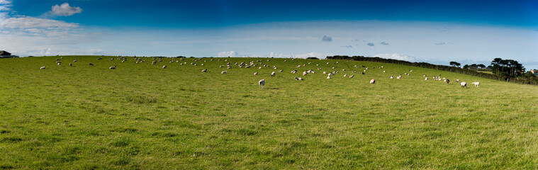 Verdant grassland with sheep, bushes and a blue sky with a few clouds near Port Quin in north Cornwall.