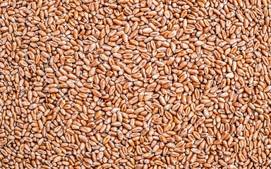 Wheat grains as agricultural background. Wheat grains texture. Close up top view